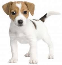 Image result for puppy