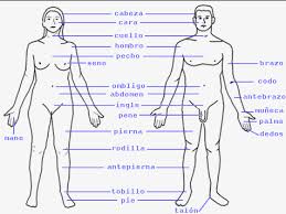Resultado de imagen para cuerpo humano