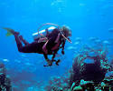 Best Diving in Honduras - SCUBA Travel