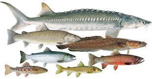 Image result for burbot fish