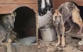 Il - La storia che seguiamo oggi svela una triste realtà ancora troppo presente nel mondo: il maltrattamento degli animali da parte dei loro presunti proprietari. Alcuni individui insensibili lasciano i loro