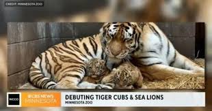 Tiger cubs, sea lions make Minnesota Zoo debut