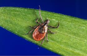 Tick Safety: A Guide to Staying Safe in the Summer Months - 1