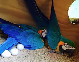 Image result for baby macaw parrot for sale