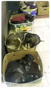 Store Employees Provide Shelter for Street Animals at Night