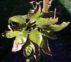 Image result for zinc burn in plants