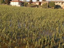 Trend Google: temporale