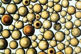 Image result for ehsq nagarjuna group