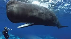 Image result for gambar ikan l paus terbesar
