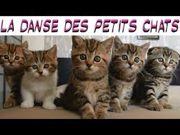 Résultat de recherche d'images pour "image de chaton trop mignon"