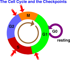 Картинки по запросу cell cycle