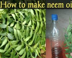 Image of Making neem based pesticide at home