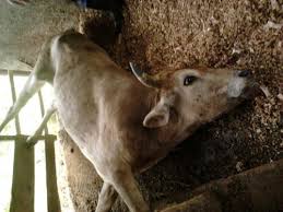 Image result for VACINAÇÃO raiva BOVINA