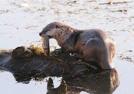 River otter pulled child into water at Bremerton Marina, officials say