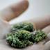 Microsoft to work with cannabis compliance tech firm Kind