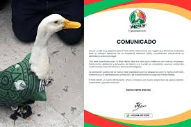 ¡Atrás, lobos! Registro de marca de “pato Merlín” le pertenece a su familia, resuelve IMPI