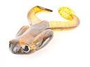 Damiki Air Frogs Craws - Fishing Tackle - Bass Fishing Forums