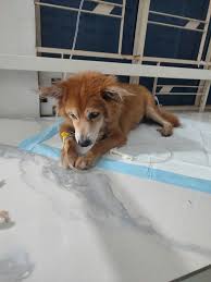 Phòng Khám Thú Y Thủy Chung Vet