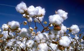 Image result for cotton