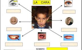 Bildresultat för las partes de la cara