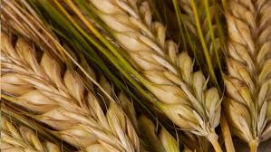 Agrolink - News update