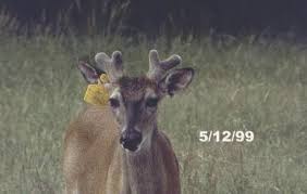 Image result for buck antlers