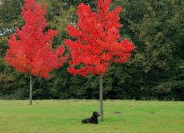 Afbeeldingsresultaat voor herfst bomen