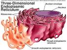 Endoplasmic reticulum-mitochondria contacts: function of the junction