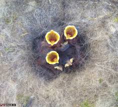 Image result for ‫ عکس های جالب از طبیعت‬‎