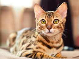 Bildergebnis für orangene katze