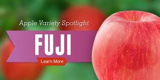 Image result for fuji apple