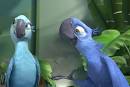 rio 2 cast parrots pictures species of ants