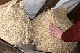 Cheshire family finds three giant wasp nests in loft of ...