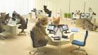 Pub Bouygues : Chatons Telecom - la Rclame