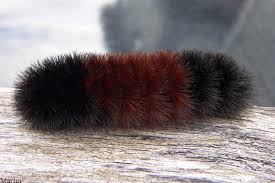 Image result for wooly bears