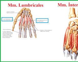 Lumbricales kaslar resmi