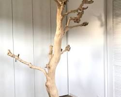 止まり木の画像
