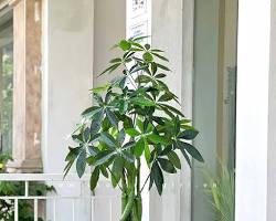Hình ảnh về Cây Kim Ngân