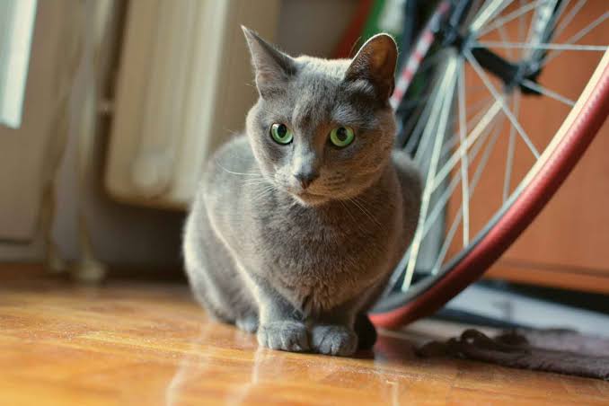 Russian Blue - Vetwest Veterinary Clinics