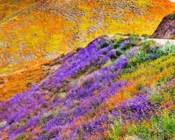 Image of California Super Bloom