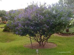 Tetradium daniellii var. hupehensis에 대한 이미지 검색결과