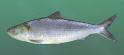 Wildlife Diversity Notebook: Skipjack Herring