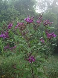 Image result for ironweed plant