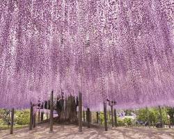 足利花卉公園紫藤花的圖片