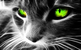Image result for 3d hd wallpapers