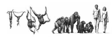 Resultado de imagen de Los primeros vertebrados terrestres tienen ahora unos 325 millones de años y 200 los primeros mamíferos.