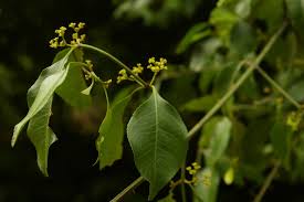 Image result for Hippocratea indica