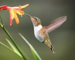 Image of Hummingbird