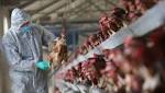 إيران: أعدمنا من الدواجن بسبب