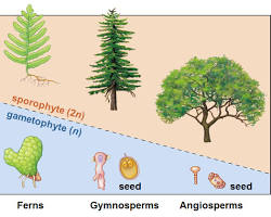 Image of Gametophyte dominance in bryophytes